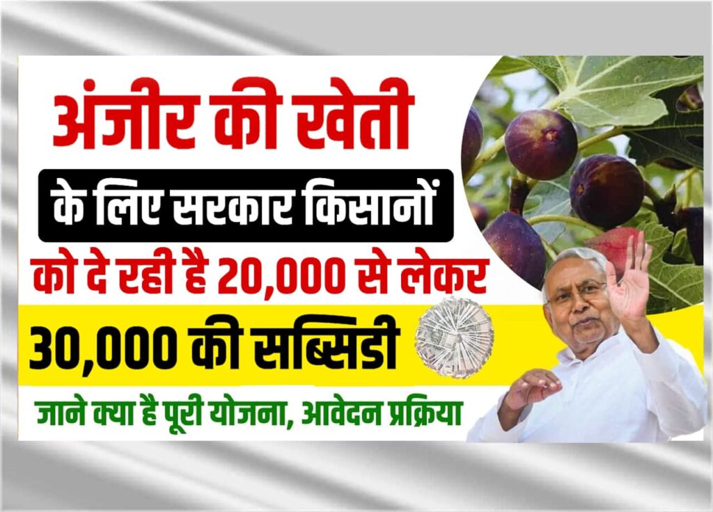 Bihar Anjeer Vikas Yojana 2025:
